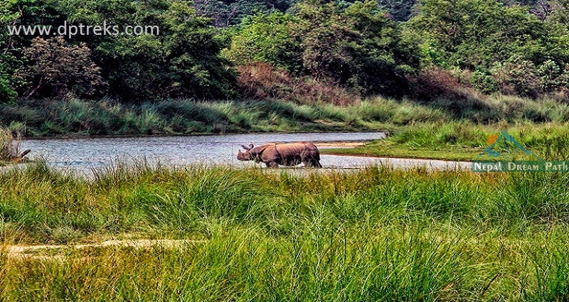 Bardiya National Park- Badriya Homsestay Nepal- Wildlife & birds home