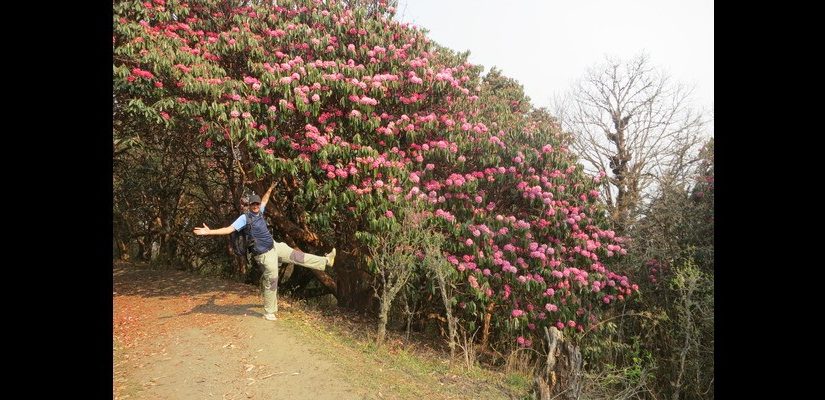 Trekkers enjoying the mesmerizing view of rhododendron