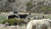 Lamb grazing on the Langtang valley